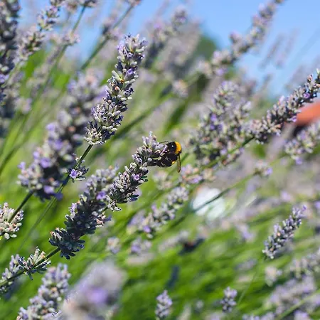 La Sorgiva Prázdninový dům
